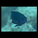 Pomacentrus nagasakiensis Tanaka, 1917