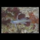 Tryssogobius sarah Allen et Erdmann, 2012