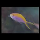 Pseudanthias bartlettorum (Randall et Lubbock, 1981)