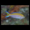 Pseudanthias parvirostris (Randall et Lubbock, 1981)