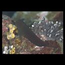 Cirripectes stigmaticus Strasburg et Schultz, 1988