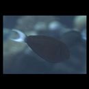 Acanthurus thompsoni (Fowler, 1923)