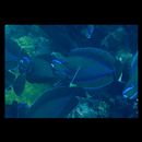 Naso vlamingii (Valenciennes, 1835)