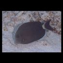 Acanthurus blockii Valenciennes, 1835