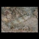 Amblyeleotris arcupinna Mohlmann et Munday, 1999