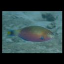 Scarus quoyi Valenciennes, 1840