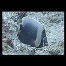 Chaetodon reticulatus Cuvier, 1831