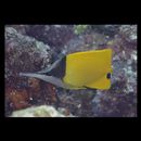 Forcipiger flavissimus Jordan et McGregor, 1898