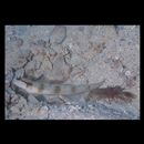 Amblyeleotris gymnocephala (Bleeker, 1853)