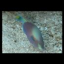 Scarus quoyi Valenciennes, 1840