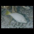 Hipposcarus longiceps (Valenciennes, 1840)