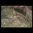 Calotomus carolinus (Valenciennes, 1840)