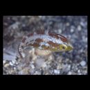 Scarus rubroviolaceus Bleeker, 1847