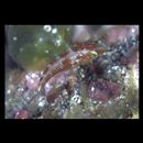 Scarus rubroviolaceus Bleeker, 1847