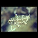 Choerodon anchorago (Bloch, 1791)