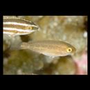 Scarus ghobban Forsskal, 1775