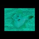 Stephanolepis cirrhifer (Temminck et Schlegel, 1850)