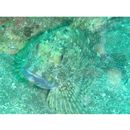 Sebastiscus marmoratus (Cuvier, 1829)