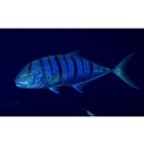 Gnathanodon speciosus (Forsskal, 1775)