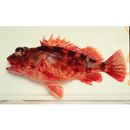 Sebastiscus marmoratus (Cuvier, 1829)