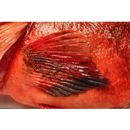 Sebastiscus tertius (Barsukov et Chen, 1978)