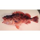 Sebastiscus tertius (Barsukov et Chen, 1978)