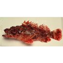 Scorpaenopsis cirrosa (Thunberg, 1793)