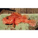 Scorpaena neglecta Temminck et Schlegel, 1844