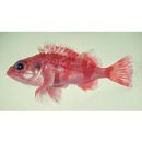 Helicolenus hilgendorfii (Doderlein, 1884)