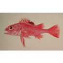 Sebastolobus macrochir (Gunther, 1880)