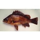 Sebastes inermis Cuvier, 1829