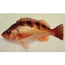 Sebastes joyneri Gunther, 1878