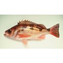 Sebastes thompsoni (Jordan et Hubbs, 1925)