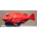 Sebastes matsubarae Hilgendorf, 1880