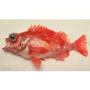 Sebastes kiyomatsui Kai et Nakabo, 2004