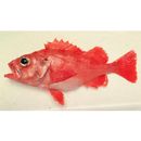 Sebastes matsubarae Hilgendorf, 1880