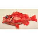 Sebastes matsubarae Hilgendorf, 1880