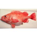 Sebastes matsubarae Hilgendorf, 1880