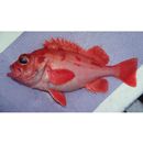 Sebastes matsubarae Hilgendorf, 1880