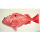 Sebastes iracundus (Jordan et Starks, 1904)