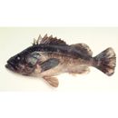 Sebastes schlegelii Hilgendorf, 1880