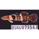 Astrabe flavimaculata Akihito et Meguro, 1988