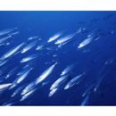 Decapterus macarellus (Cuvier, 1833)