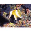 Heniochus pleurotaenia Ahl, 1823