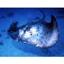 Taeniura meyeni Muller et Henle, 1841