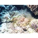 Scorpaenopsis neglecta Heckel, 1837 or S. diabolus Cuvier, 1829