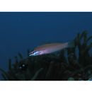 Pseudocoris yamashiroi (Schmidt, 1931)