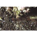 Sicyopterus japonicus (Tanaka, 1909)