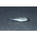 Torquigener brevipinnis (Regan, 1903)