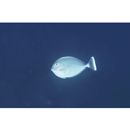 Naso brevirostris (Cuvier, 1829)